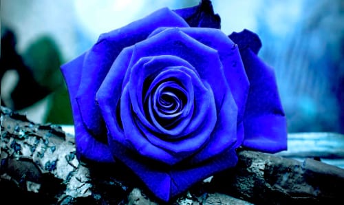 flor rosa azul