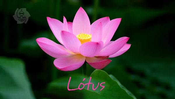lotus banner