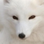 Whitefox