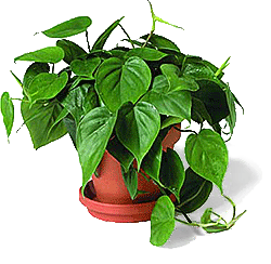 philodendron1
