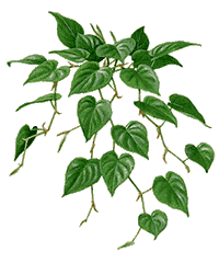 philodendron2