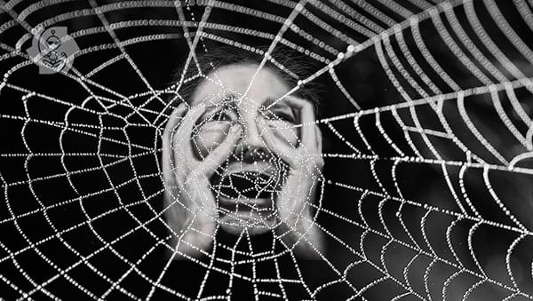 teia aranha web