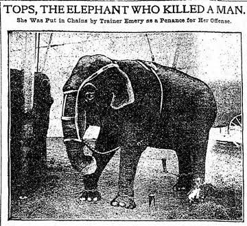 Cartaz do julgamento do Elefante